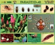 parasitismo-3