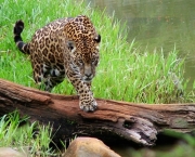 parque-nacional-do-iguacu-2