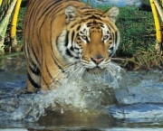 parque-nacional-dos-sundarbans-1