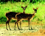 parque-nacional-dos-sundarbans-11