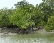 parque-nacional-dos-sundarbans-12