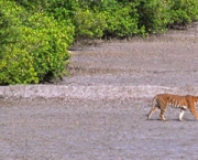 parque-nacional-dos-sundarbans-13