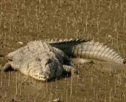 parque-nacional-dos-sundarbans-15