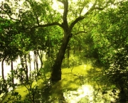 parque-nacional-dos-sundarbans-2