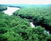 parque-nacional-dos-sundarbans-7