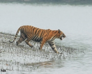 parque-nacional-dos-sundarbans-8