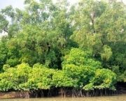 parque-nacional-dos-sundarbans-9