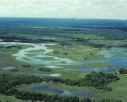 pastagens-do-pantanal-1