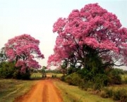 pastagens-do-pantanal-11