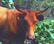 pastagens-do-pantanal-2