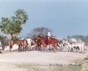 pastagens-do-pantanal-8