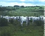 pecuaria-bovina-organica-no-pantanal-4