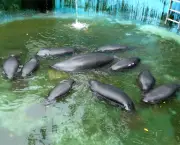 peixes-do-amazonas-e-risco-de-extincao-7