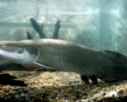 peixes-do-amazonas-e-risco-de-extincao-2