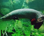 peixes-do-amazonas-e-risco-de-extincao-5