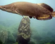 peixes-do-amazonas-e-risco-de-extincao-6