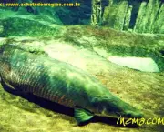 peixes-do-amazonas-e-risco-de-extincao-8