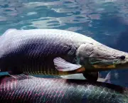 peixes-do-amazonas-e-risco-de-extincao-9