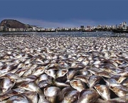 peixes-morrem-por-causa-de-poluicao-nos-rios-e-mares-1