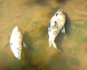 peixes-morrem-por-causa-de-poluicao-nos-rios-e-mares-10