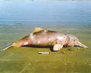 peixes-morrem-por-causa-de-poluicao-nos-rios-e-mares-11