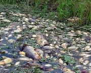 peixes-morrem-por-causa-de-poluicao-nos-rios-e-mares-13
