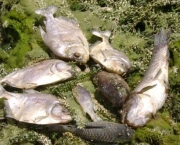 peixes-morrem-por-causa-de-poluicao-nos-rios-e-mares-14