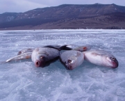 peixes-morrem-por-causa-de-poluicao-nos-rios-e-mares-15