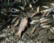 peixes-morrem-por-causa-de-poluicao-nos-rios-e-mares-2