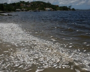 peixes-morrem-por-causa-de-poluicao-nos-rios-e-mares-4