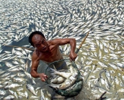 peixes-morrem-por-causa-de-poluicao-nos-rios-e-mares-7
