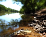 peixes-morrem-por-causa-de-poluicao-nos-rios-e-mares-8