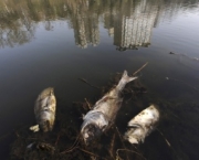 peixes-morrem-por-causa-de-poluicao-nos-rios-e-mares-9