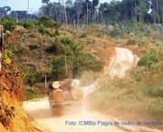 perigo-rodoviario-indices-de-desmatamento-no-brasil-4