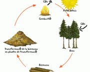 piramide-de-biomassa-2