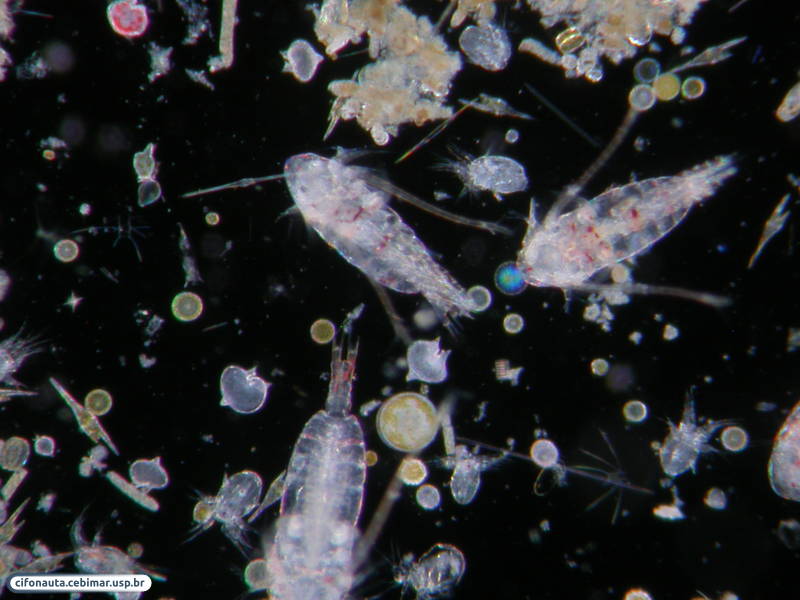 Зоопланктон уровень. Зоопланктоны ракообразные. Рачки планктон. Морской планктон рачок. Планктон личинки.