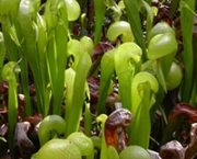 planta-carnivora-darlingtonia-1