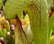 planta-carnivora-darlingtonia-15