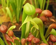 planta-carnivora-darlingtonia-3