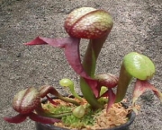 planta-carnivora-darlingtonia-8