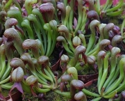 planta-carnivora-darlingtonia-9