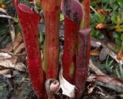 Planta Carnivora Heliamphora (6)