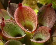 Planta Carnivora Heliamphora (11)