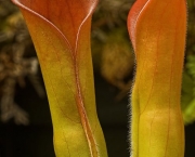planta-carnivora-heliamphora-6