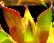 planta-carnivora-heliamphora-7