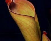 planta-carnivora-heliamphora-8