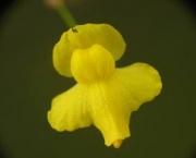 planta-carnivora-ibicella-12