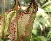 planta-carnivora-nepenthes-1
