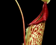 planta-carnivora-nepenthes-12
