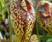 planta-carnivora-nepenthes-13